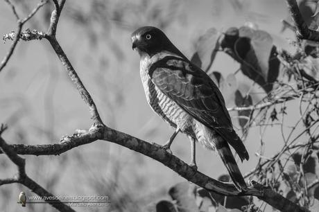 Taguató común (Roadside Hawk) Rupornis magnirostris