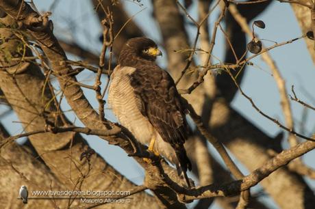 Taguató común (Roadside Hawk) Rupornis magnirostris