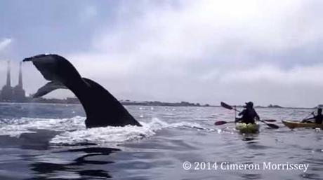 ballena cerca de un kayak