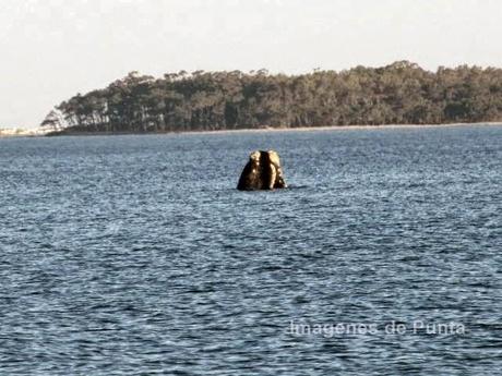 ballenas en punta del este