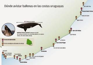 Nueva temporada de Ballenas