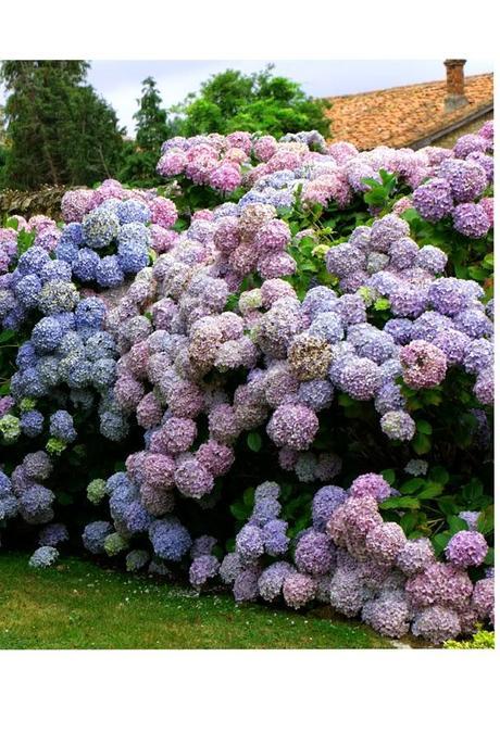 10 TIPOS DE AMBIENTADORES CASEROS NATURALES Y ECOLÓGICOS