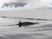 Ballenas minke lanzan hasta veces hora para alimentase helado
