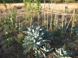 Agricultura natural