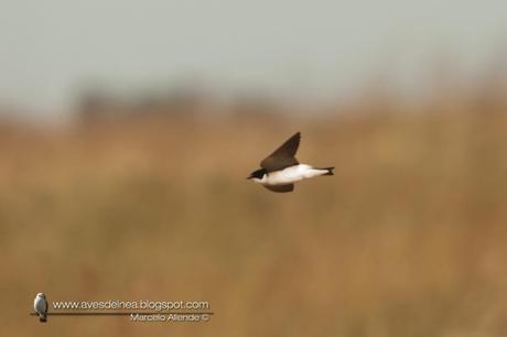 Golondrina ceja blanca (White-rumped Swallow) Tachycineta leucorrhoa