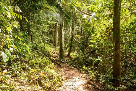 Jungla en Taman Negara