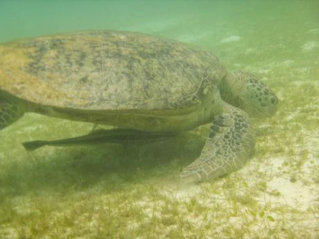 Tortuga con su rémora, Perhentian