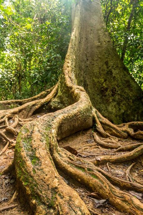 Enormes Fig Trees, Taman Negara