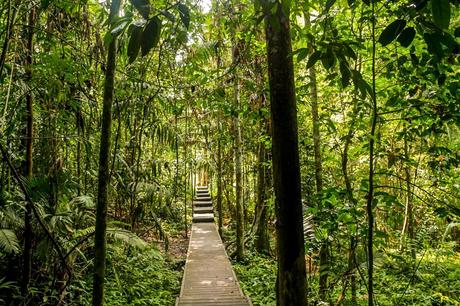 Paseo por Taman Negara