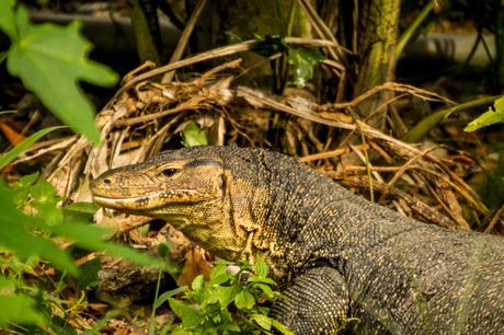 Varano al lado de casa, Perhentian
