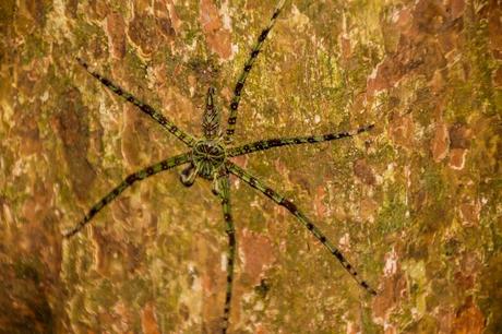 Bicho ignoto de la noche #1, Taman Negara