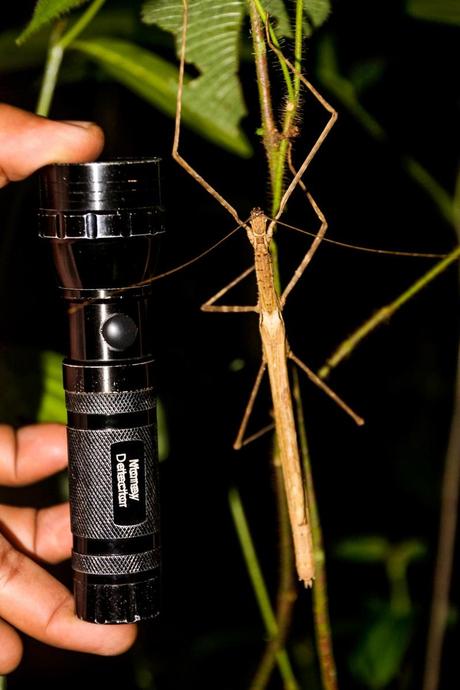 Bicho ignoto de la noche #2, Taman Negara