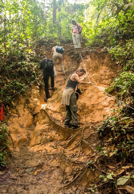 Bajando el trekking por el lado difícil, Taman Negara