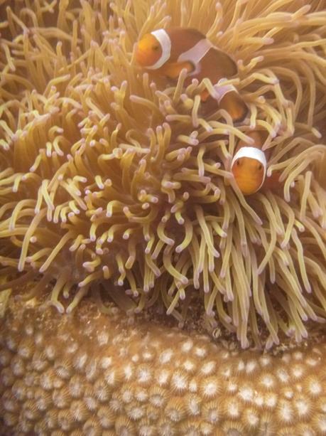 Nemo? No, ya hace años que se fue. Perhentian