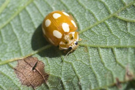 Para ampliar Calvia decemguttata hacer clic