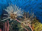 Corales peces saben arrecife está enfermo cuando huelen