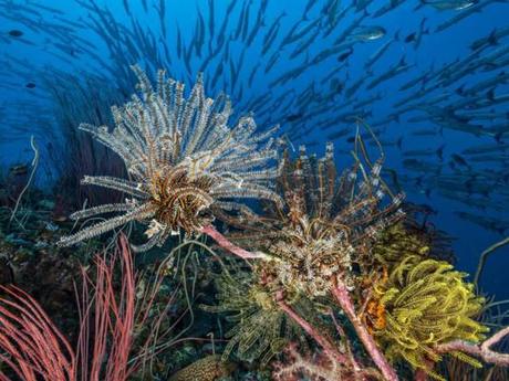 arrecife de coral sano en Fiji