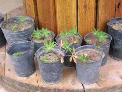 PLANTAS DE INTERIOR Y OTRAS: LUPINO