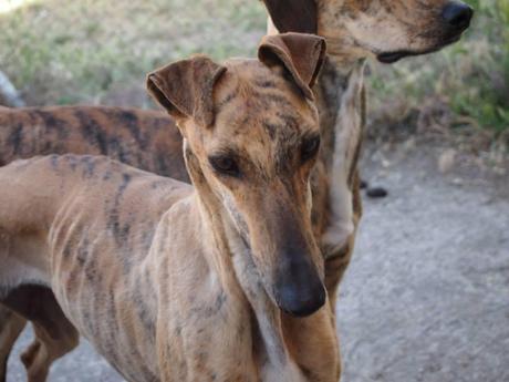 CHEYENNE, PRECIOSA GALGA EN ADOPCIÓN.