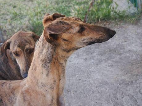 CHEYENNE, PRECIOSA GALGA EN ADOPCIÓN.
