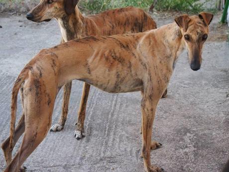 CHEYENNE, PRECIOSA GALGA EN ADOPCIÓN.