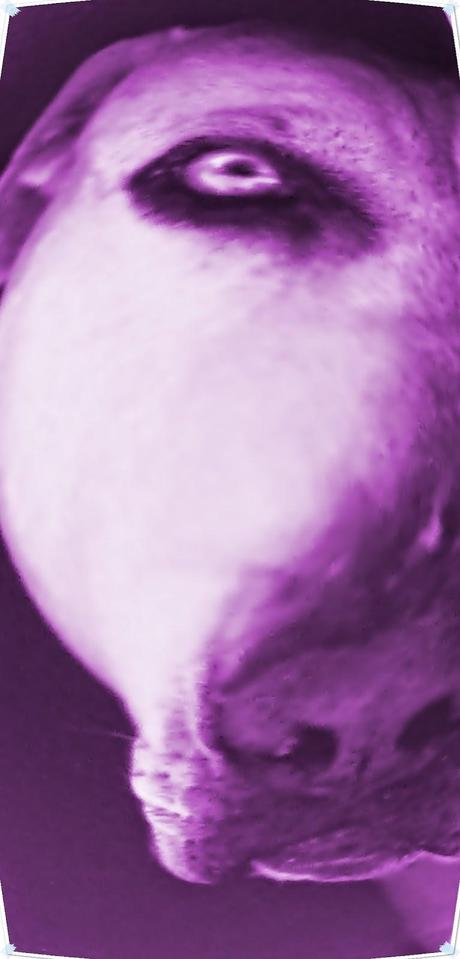 STEFAN ZWEIG; “¿FUE ÉL?”.