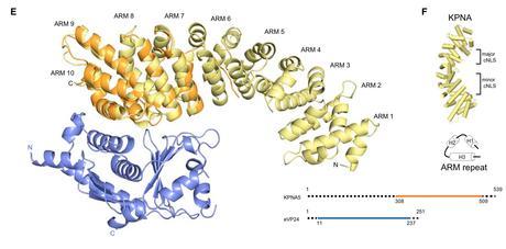 Proteínas virus Ebola