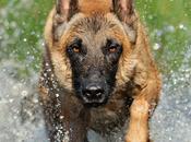 quieres perro cambie conducta, primero debes cambiar tuya' (entrevista)