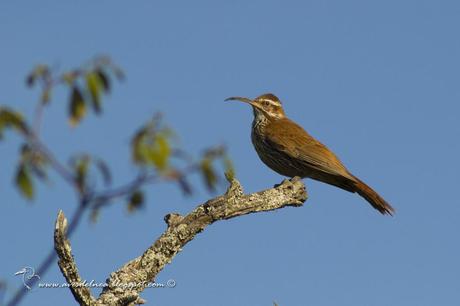 Chinchero grande (Scimitar-billed Woodcreeper) Drymornis bridgesii