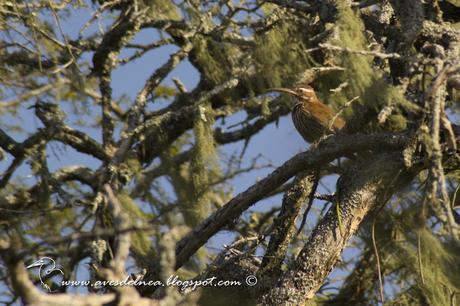 Chinchero grande (Scimitar-billed Woodcreeper) Drymornis bridgesii