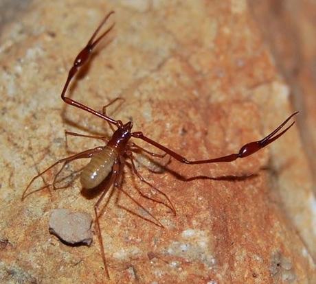Workshop de Bioespeleología en Portugal