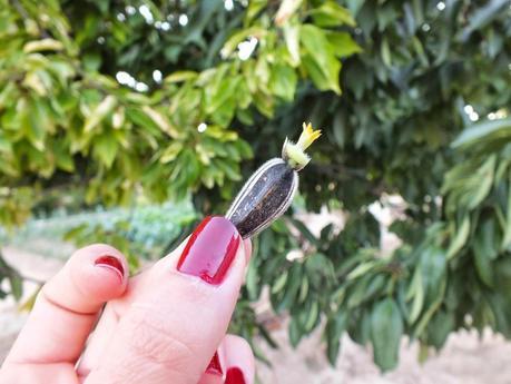 Country World Country World