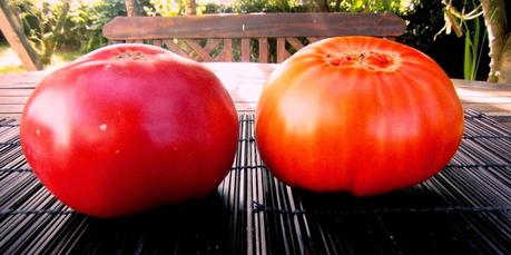 ES TIEMPO DE...............TOMATES.-