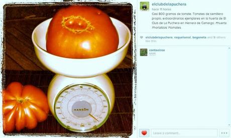 ES TIEMPO DE...............TOMATES.-