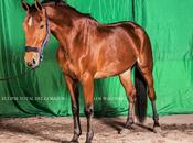 [Disco] Waldners Eclipse Total Corazón (2014)