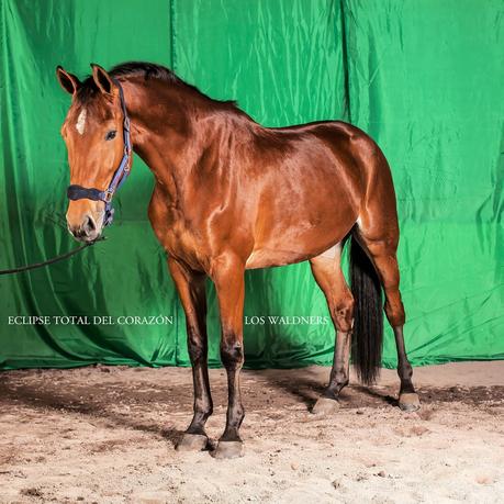 [Disco] Los Waldners - Eclipse Total Del Corazón (2014)