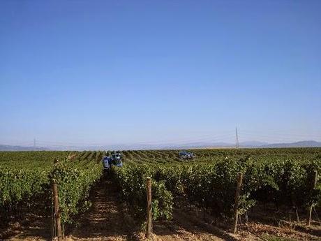 Finca Constancia nos acerca sus vinos de parcela para el verano muy refrescantes Finca Constancia nos acerca sus vinos de parcela para el verano muy refrescantes