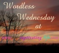 Wordless Wednesday