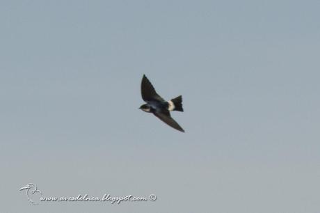 Golondrina patagónica (Chilean Swallow) Tachycineta leucopyga