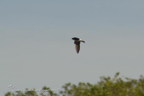 Golondrina patagónica (Chilean Swallow) Tachycineta leucopyga