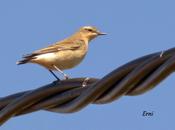 Migración programada