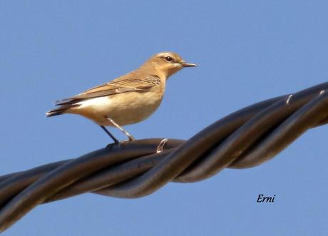 MIGRACIÓN PROGRAMADA