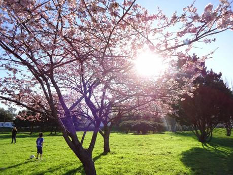 Hanami