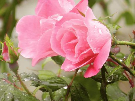 rosas con gotas de lluvia