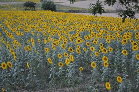 De la A a la Z: Con la D de deteneos y disfrutad girasoles mazarete