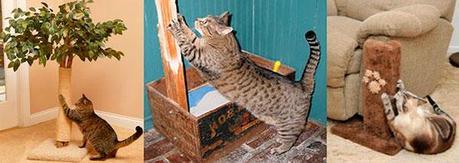 gatos-evitar-subir-muebles3