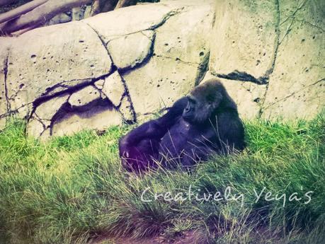 Miércoles Mudos..... Goriliando bien relax.