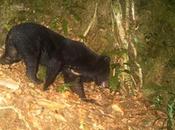 Toman fotogafía osos amenazados Asia