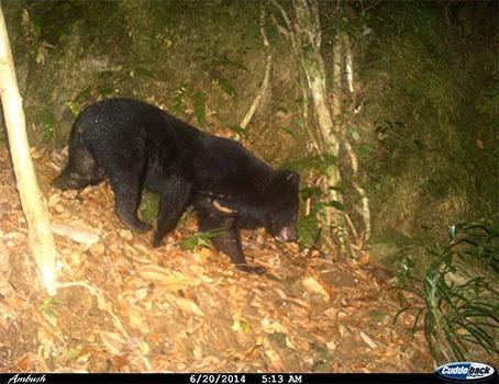 oso negro asia oso de collar