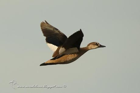 Pato cutirí (Brazilian Duck) Amazonetta brasiliensis